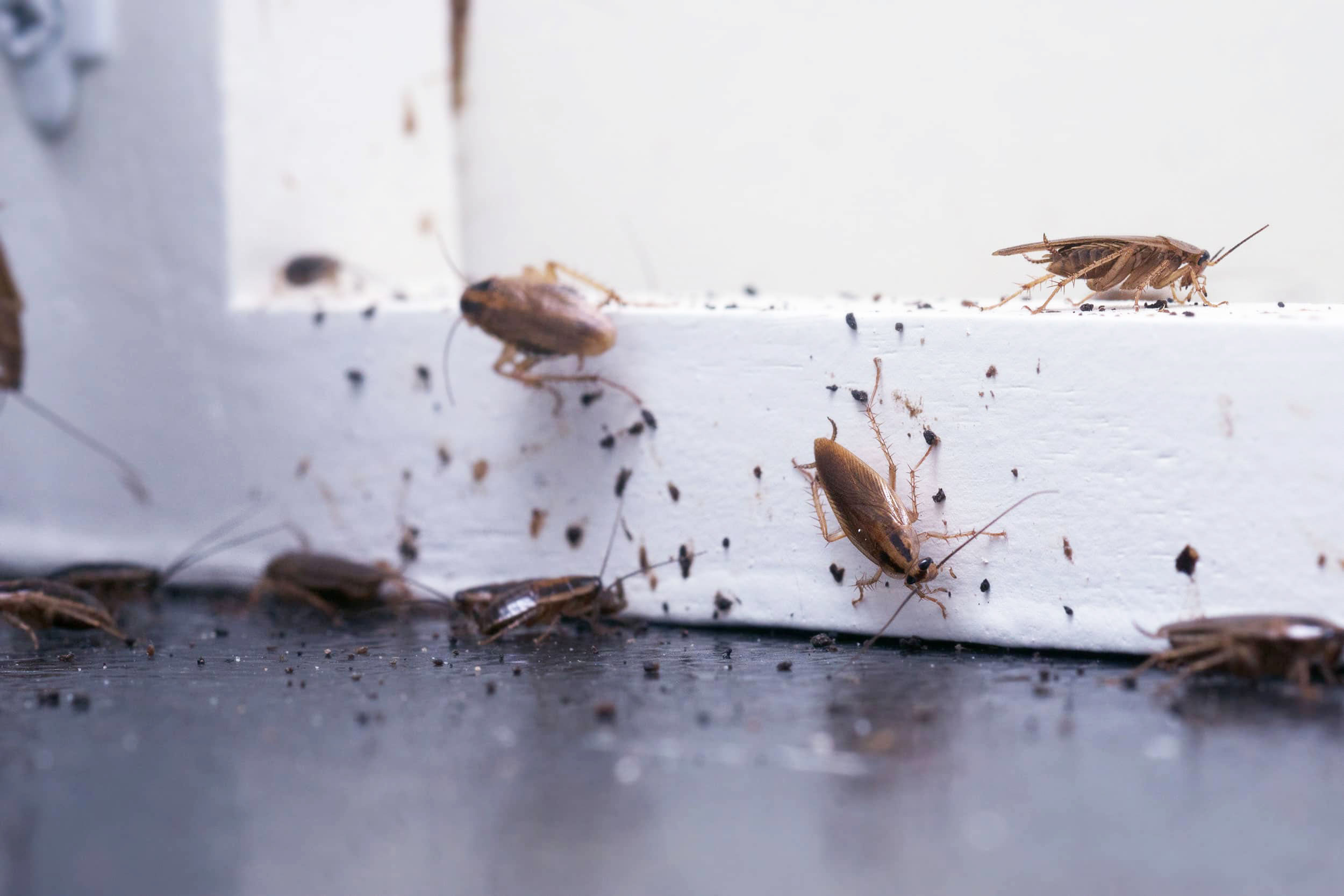 Abeilles, frelons, mythes alimentaires ....