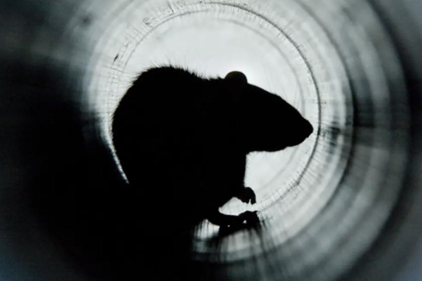 Rats, souris, taupes ...